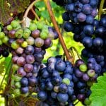 Grappes de raisin