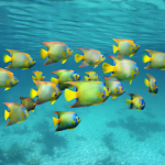 6 poissons colorés dans la mer des caraïbes