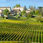 bordeaux-vignes Champs de vignes