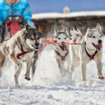 Chiens de traineau