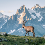 montagne et nature